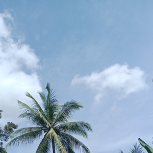 The king and the best