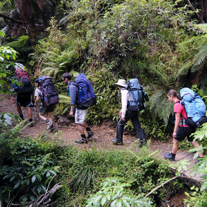 Walking Through the Forest