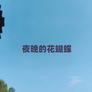夜晚的花蝴蝶