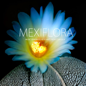 Lophophora williamsi (Peyote)