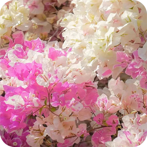 Chill Trap Beat Prayer By Astra