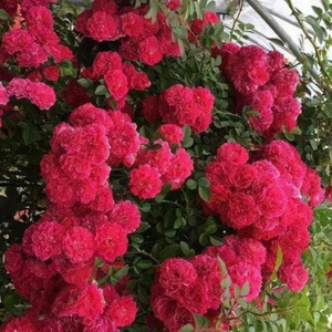 木香花开的春天