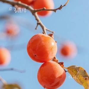 柿子红了