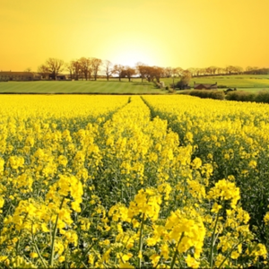 油菜花香 - 纯音乐