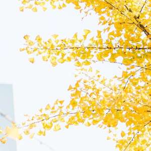 将有人为你坠落人间