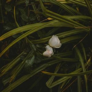 Love song (cover Lana Del Rey)