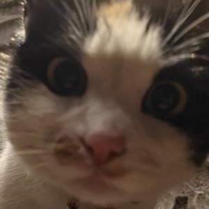 猫老爷的下午.wav