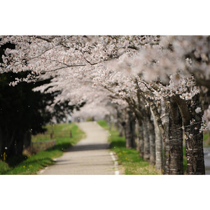 桜坂（ピアノカバー）