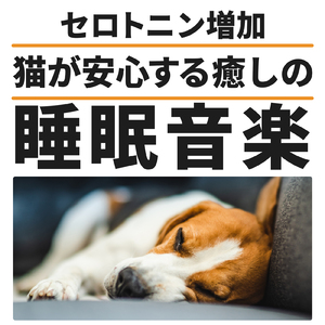 愛犬のリラックス時間