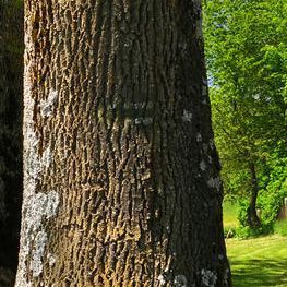 爱上那一片云彩 伴奏