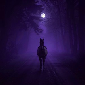 Winds Whisper Through Pines