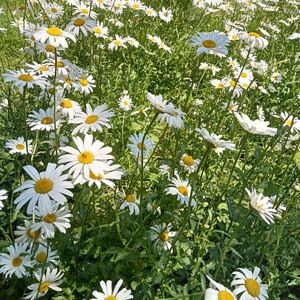 回忆的风景（纯音乐）