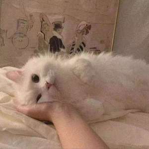 大哥爱你（大哥没文化）