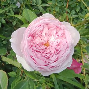 守护爱情（纯音乐）