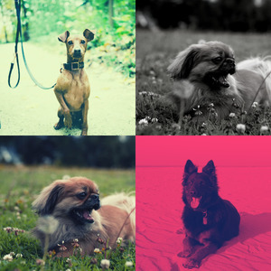 微妙的训练犬心情