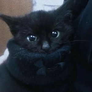 YiiVivagame Trap Beta [Free Beta]