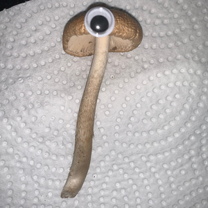 Rhinoplasty