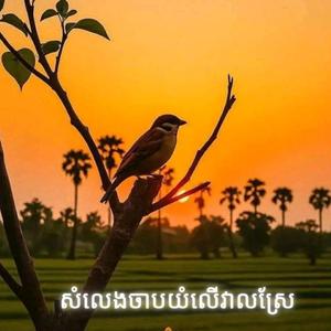 សំលេងចាបយំលើវាលស្រែ