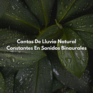 Reflexiones Atentas En Un Día Lluvioso