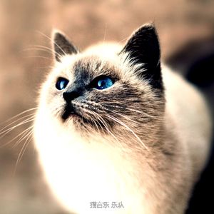 微妙的小猫心情