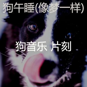 睡觉的小狗(好玩的)