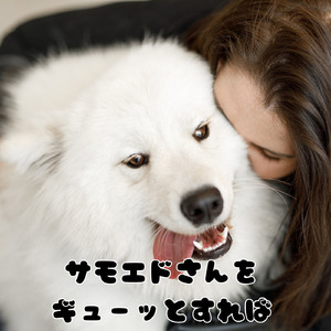 サモエドさんをギューッとすれば