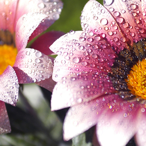 西双版纳进行曲