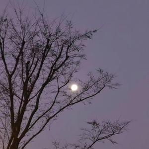 亲密爱人 （翻自 梅艳芳）