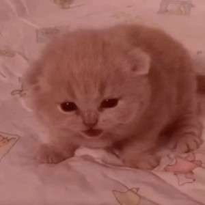 Parent Issues (Slowed)