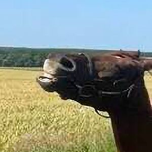 This Pizza Is Battleready