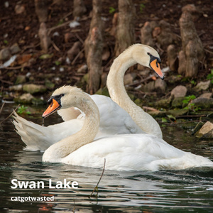 Swan Lake