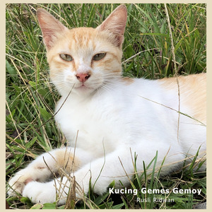 Kucing Gemes Gemoy