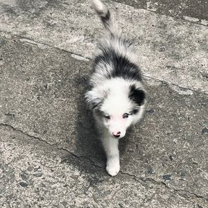 风平