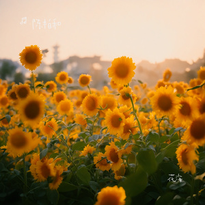 花海