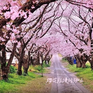 樱花烂漫珞珈山