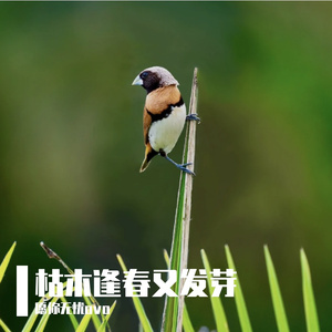 枯木逢春又发芽