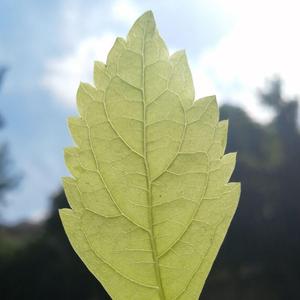 月の雫 (东方萃梦想)