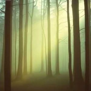 静谧林间的幽梦