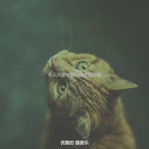 诗意的可爱猫咪节奏