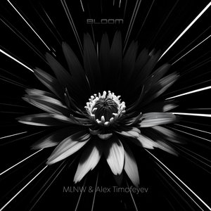 Bloom