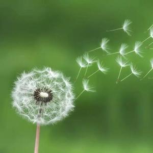 我是未名湖的小水滴