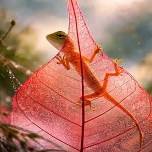 Zwischen den Flammen