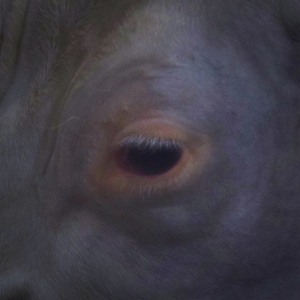 Indices de disparition II