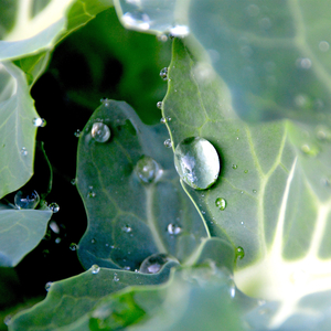 Manteniéndolo Tranquilo