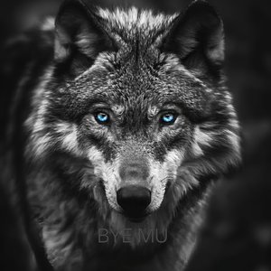 狼群的规矩（Remix）