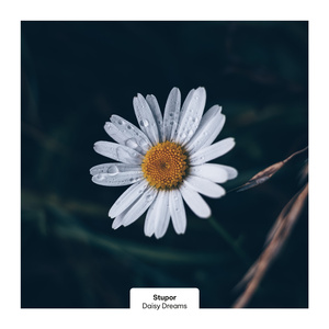 Daisy Dreams