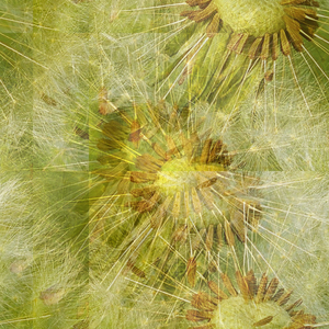 Apiarian