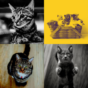 微妙的压力大的猫心情