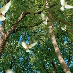 《野人》cover：孟维来