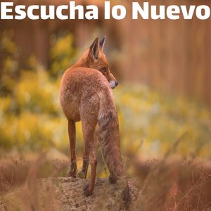 Adarnos Cariño